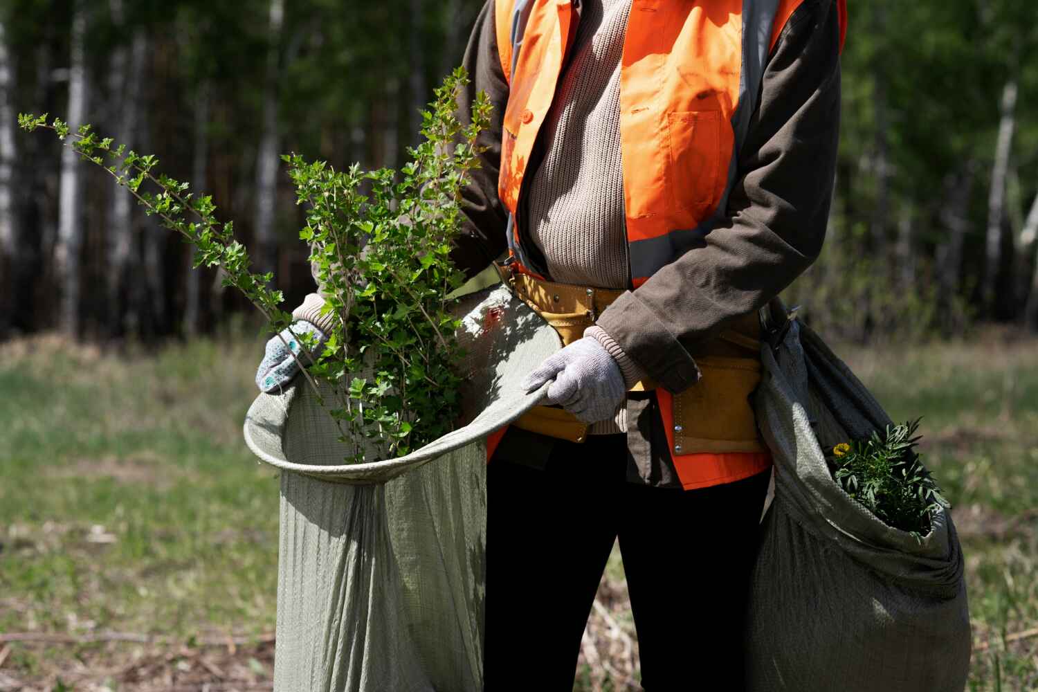 The Steps Involved in Our Tree Care Process in Holden Heights, FL